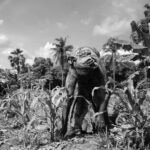 african-woman-working-in-the-field