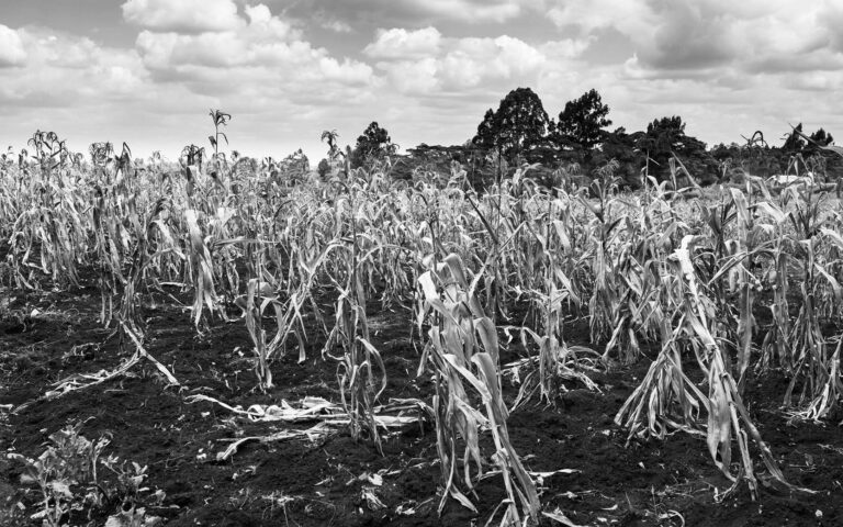 drought-african-field-agriculture